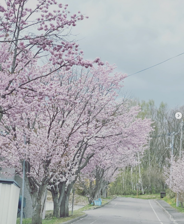 北海道にも遅い春がやってきております🌸